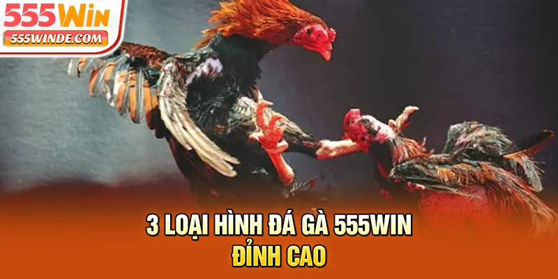 3 loại hình đá gà 555win đỉnh cao