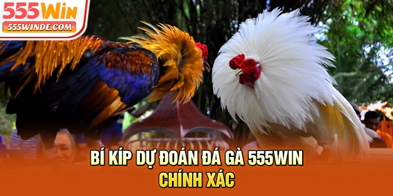 Bí kíp dự đoán đá gà 555win chính xác