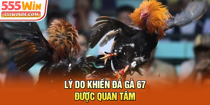 Lý do khiến đá gà 67 được quan tâm